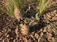 Astragalus laguroides