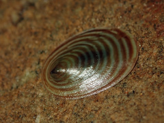 Atalacmea fragilis