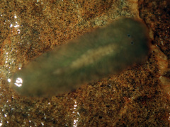 Leptoplanoidea