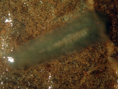 Leptoplanoidea