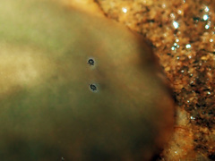 Leptoplanoidea