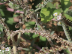 Platycnemis dealbata