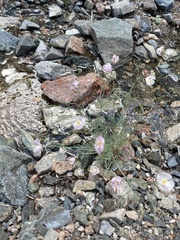Hypecoum lactiflorum