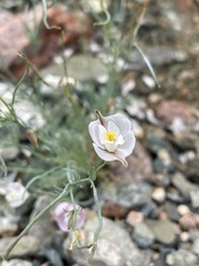 Hypecoum lactiflorum