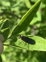 Adurgoa gonagra