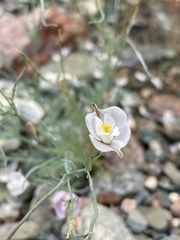 Hypecoum lactiflorum