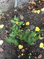 Solanum lycopersicum