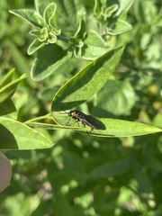 Adurgoa gonagra