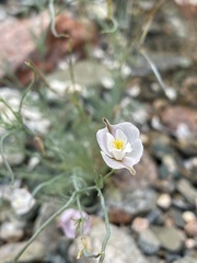 Hypecoum lactiflorum