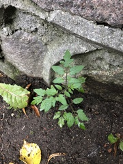 Solanum lycopersicum