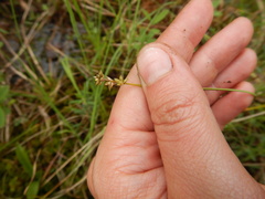 Carex loliacea
