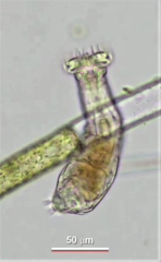 Otostephanos donneri