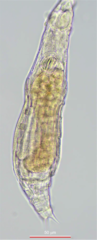 Otostephanos donneri