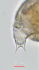 Otostephanos donneri