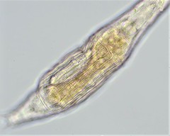 Otostephanos donneri