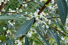 Pimelea axiflora