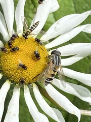 Helophilus continuus