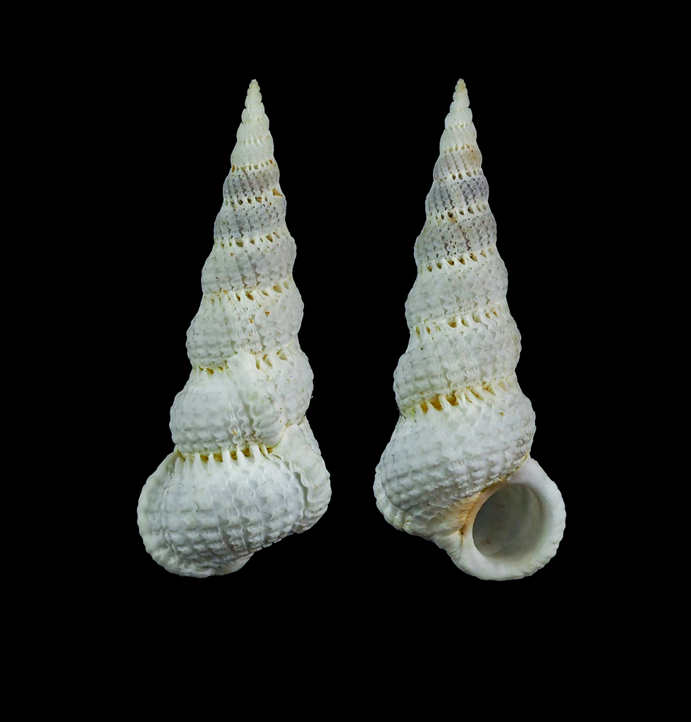 varicose wentletrap