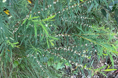 Pimelea axiflora