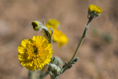 Baileya pleniradiata