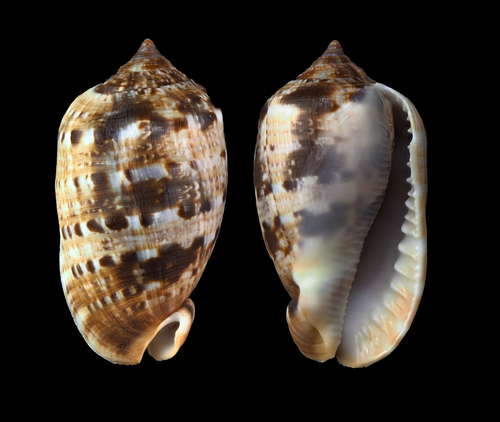 Contracted Cowry Helmet (Cypraecassis coarctata)