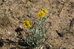 Baileya pleniradiata