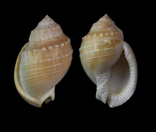 Valdivia bonnet snail