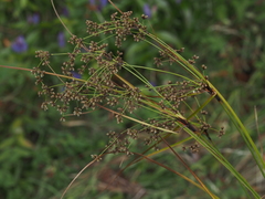 Scirpus expansus