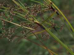 Scirpus expansus