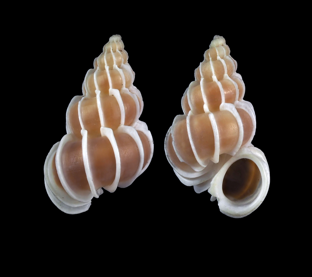 Wentletrap and Violet Snails