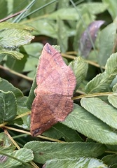 Apodrepanulatrix liberaria