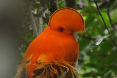 Rupicola rupicola