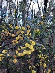 Acacia ixiophylla