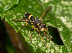 Conops ceriaeformis