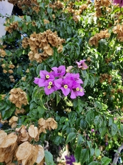 Bougainvillea