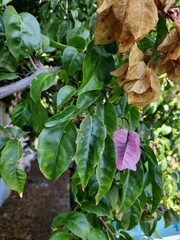 Bougainvillea