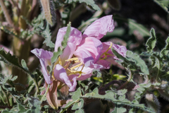 Oenothera deltoides
