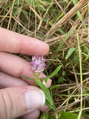 Polygala cruciata