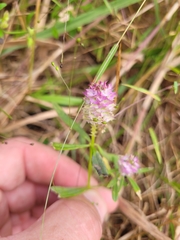 Polygala cruciata