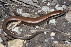 Horsehead Ground Skink photo 3