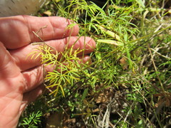 Ostericum tenuifolium