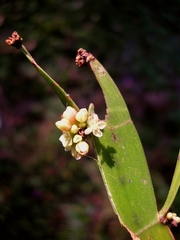 Muehlenbeckia platyclada