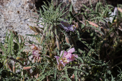 Oenothera deltoides