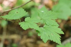 Ribes maximoviczianum