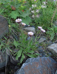 Erigeron uniflorus