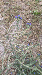 Echium vulgare