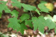 Ribes maximoviczianum