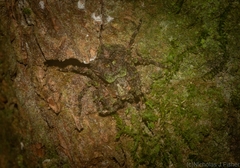 Stephanopis carcinoides