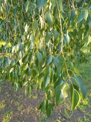 Brachychiton populneus populneus