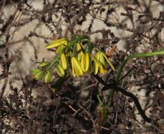 Albuca flaccida